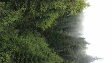 Ormandaki ağaçların dikey görüntüsü.