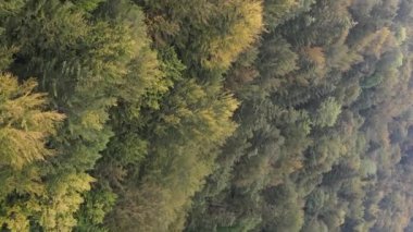 Ormandaki ağaçların dikey görüntüsü.