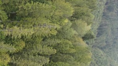 Ormandaki ağaçların dikey görüntüsü.