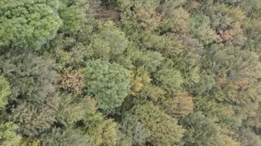 Ormandaki ağaçların dikey görüntüsü.