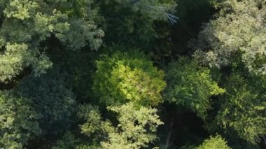 Ormandaki ağaçların dikey görüntüsü.