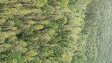 Ormandaki ağaçların dikey görüntüsü.