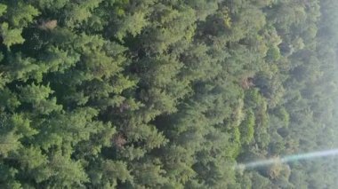 Ormandaki ağaçların dikey görüntüsü.