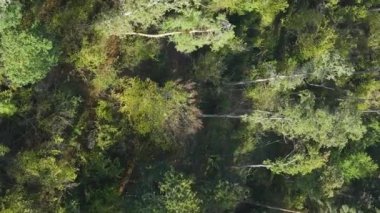 Ormandaki ağaçların dikey görüntüsü.