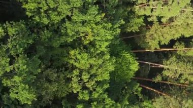 Ormandaki ağaçların dikey görüntüsü.