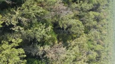 Ormandaki ağaçların dikey görüntüsü.