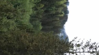 Ormandaki ağaçların dikey görüntüsü.