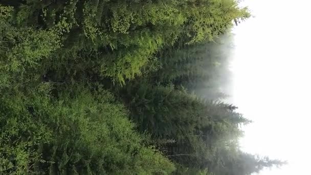 Függőleges videó légi kilátás fák az erdőben. — Stock videók