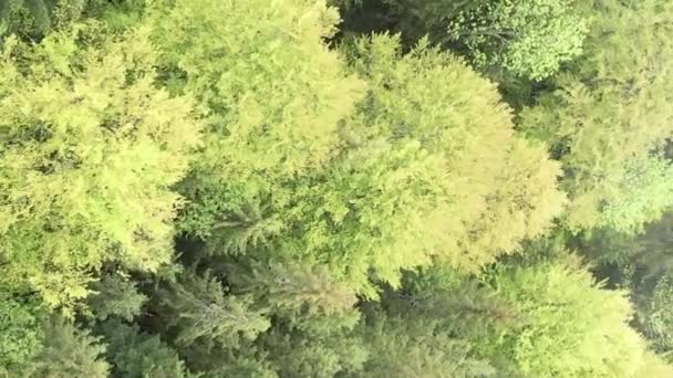 Video verticale vista aerea degli alberi nel bosco. — Video Stock