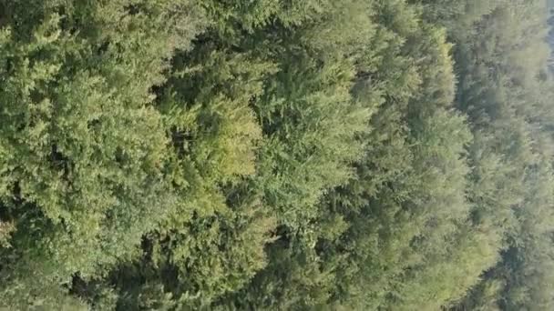 Video verticale vista aerea degli alberi nel bosco. — Video Stock