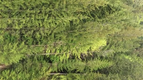 Vidéo verticale Vue aérienne des arbres dans la forêt. — Video