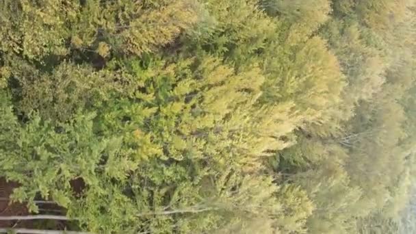 Vidéo verticale Vue aérienne des arbres dans la forêt. — Video