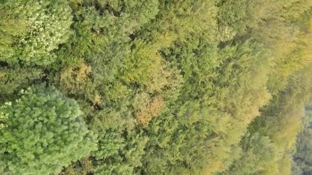 Pionowy widok z lotu ptaka drzew w lesie. — Wideo stockowe