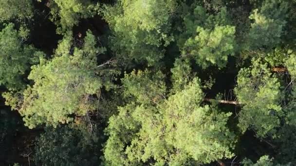 Vídeo vertical vista aérea de árvores na floresta. — Vídeo de Stock