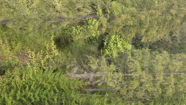 Vidéo verticale Vue aérienne des arbres dans la forêt. — Video