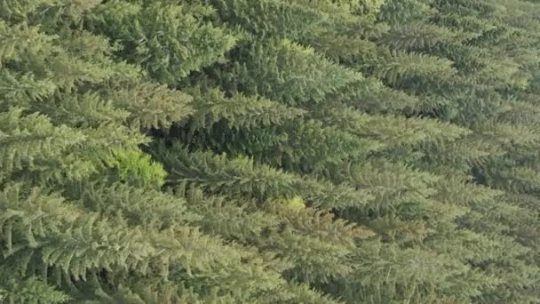 Вертикальный вид с воздуха на деревья в лесу. — стоковое видео