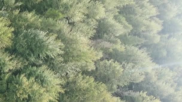 Video vertical vista aérea de árboles en el bosque. — Vídeo de stock