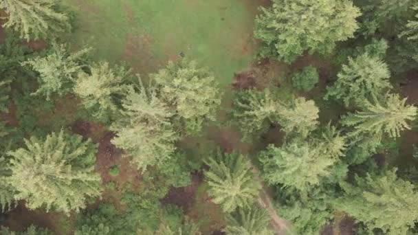 Verticale video luchtfoto van bomen in het bos. — Stockvideo