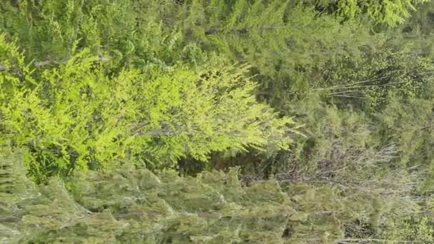 Vidéo verticale Vue aérienne des arbres dans la forêt. — Video