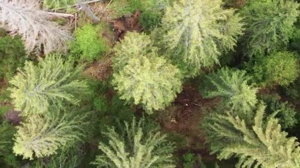 森の木々の垂直方向のビデオ空中ビュー. — ストック動画