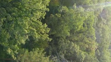 Ormandaki ağaçların dikey görüntüsü.