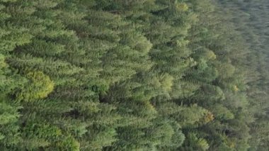 Ormandaki ağaçların dikey görüntüsü.