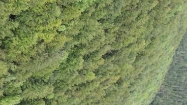 Ormandaki ağaçların dikey görüntüsü.