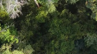 Ormandaki ağaçların dikey görüntüsü.