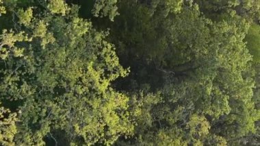 Ormandaki ağaçların dikey görüntüsü.