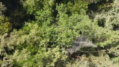 Ormandaki ağaçların dikey görüntüsü.