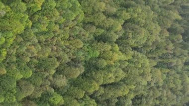 Ormandaki ağaçların dikey görüntüsü.