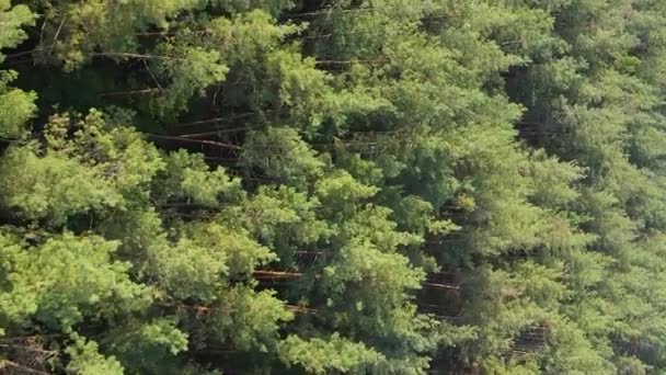Vertikal video flygfoto av träd i skogen. — Stockvideo