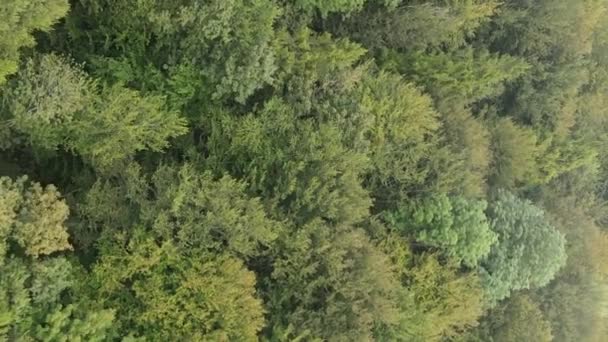 Vertical video aerial view of trees in the forest. — Stock Video