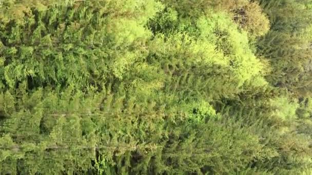 Vidéo verticale Vue aérienne des arbres dans la forêt. — Video