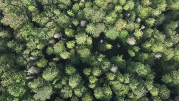 Vídeo vertical vista aérea de árvores na floresta. — Vídeo de Stock
