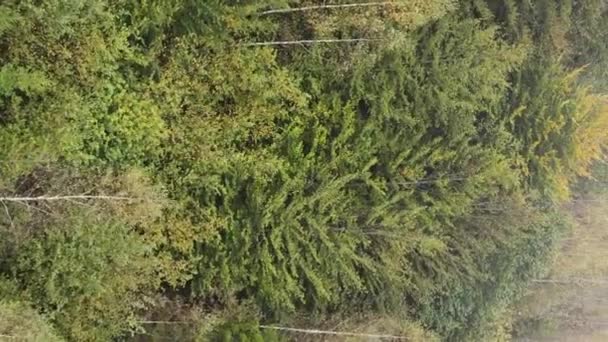 Vidéo verticale Vue aérienne des arbres dans la forêt. — Video