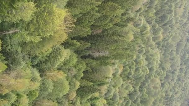 Vertikale Video-Luftaufnahme von Bäumen im Wald. — Stockvideo