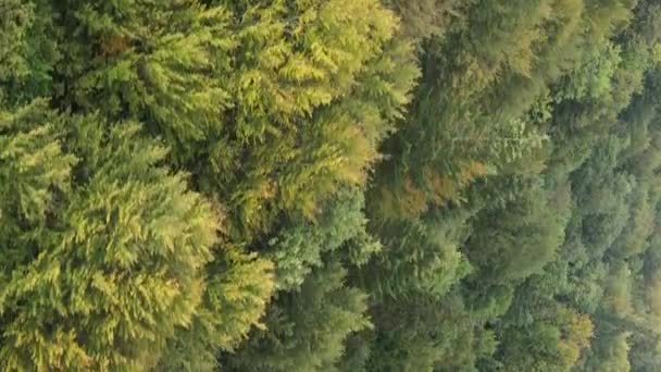 Video verticale vista aerea degli alberi nel bosco. — Video Stock