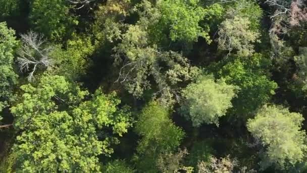 Vertikale Video-Luftaufnahme von Bäumen im Wald. — Stockvideo