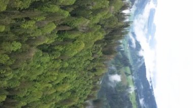 Dikey video Carpathian Dağları. Ukrayna