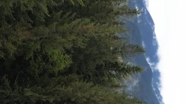 Dikey video Carpathian Dağları. Ukrayna