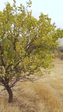 Kapadokya hava manzarası. Hindi. Goreme Ulusal Parkı. Dikey video