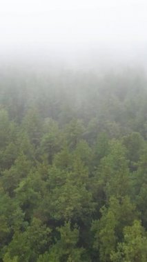 Ormanın hava manzarasında dikey görüntü sisi