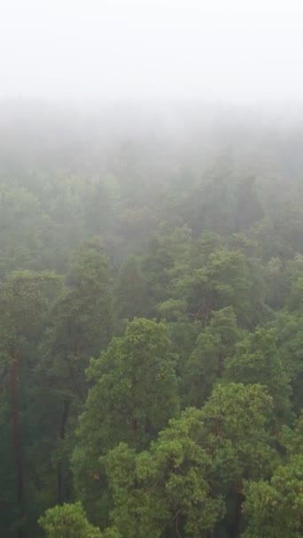 Vertical video fog in the forest aerial view — Stock Video