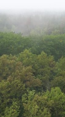 Ormanın hava manzarasında dikey görüntü sisi