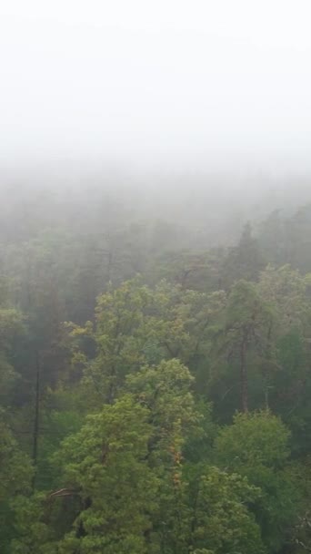 Névoa de vídeo vertical na vista aérea da floresta — Vídeo de Stock