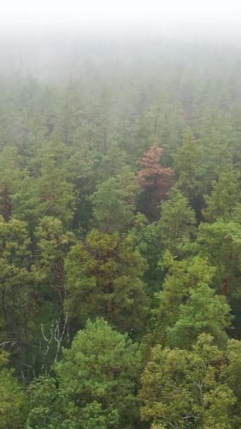 Vertikaler Video-Nebel im Wald Luftaufnahme — Stockvideo
