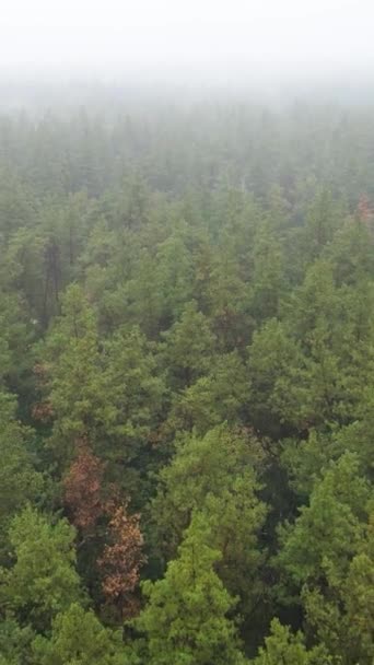 Névoa de vídeo vertical na vista aérea da floresta — Vídeo de Stock