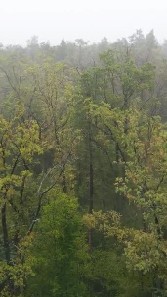 Vertical video fog in the forest aerial view — Stock Video