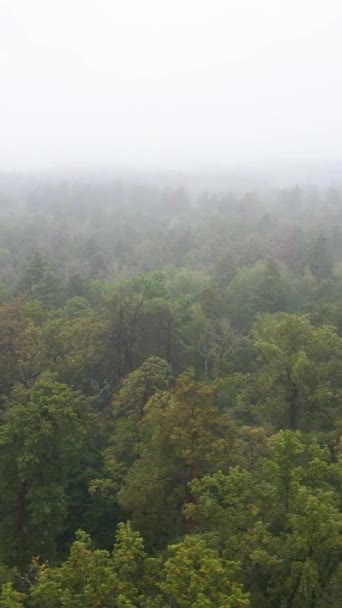 Video nebbia verticale nella vista aerea della foresta — Video Stock
